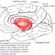 Image for article titled Scientists Can Predict Your Gaming Skills By Scanning Your Head